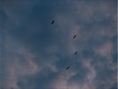 Still frame 160 from Wild Diamond (2024) directed by Agathe Riedinger