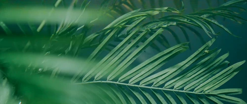Still frame 1 from Black Soil - Ha Lo' (2025) directed by Bogdan Bunevych