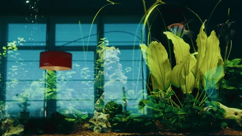 Still frame 17 from Blooms Corda - Slow motion (2024) directed by Mariana Rogovska