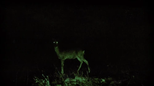 Still frame 50 from Flawed Mangoes - Surreal (2025) directed by Justin Kaminuma
