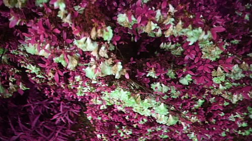 Still frame 5 from King Gizzard & The Lizard Wizard - Theia / The Silver Cord / Set (2023) directed by Jason Galea