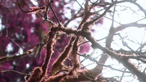 Still frame 6 from King Gizzard & The Lizard Wizard - Theia / The Silver Cord / Set (2023) directed by Jason Galea