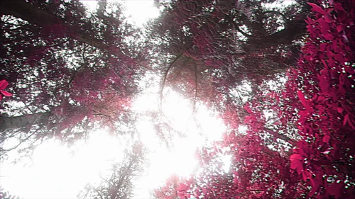 Still frame 7 from King Gizzard & The Lizard Wizard - Theia / The Silver Cord / Set (2023) directed by Jason Galea