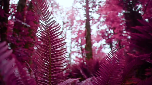 Still frame 2 from King Gizzard & The Lizard Wizard - Theia / The Silver Cord / Set (2023) directed by Jason Galea