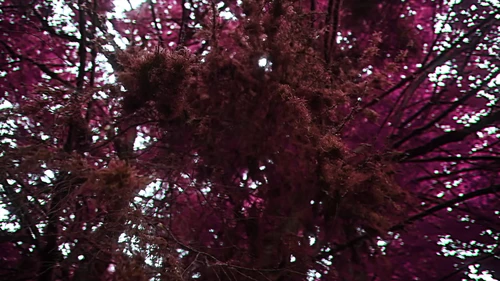 Still frame 27 from King Gizzard & The Lizard Wizard - Theia / The Silver Cord / Set (2023) directed by Jason Galea