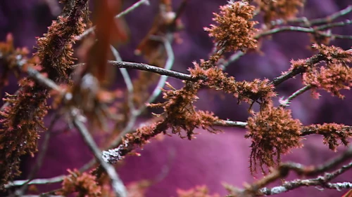 Still frame 28 from King Gizzard & The Lizard Wizard - Theia / The Silver Cord / Set (2023) directed by Jason Galea