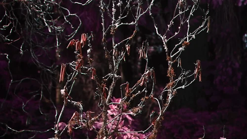 Still frame 30 from King Gizzard & The Lizard Wizard - Theia / The Silver Cord / Set (2023) directed by Jason Galea