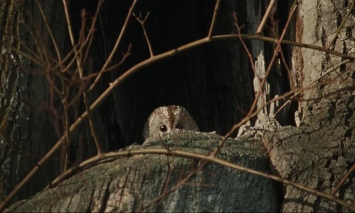 Still frame 10 from The Hives - Bogus Operandi (2023) directed by Aube Perrie