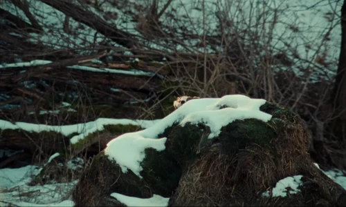 Still frame 26 from The Hives - Bogus Operandi (2023) directed by Aube Perrie