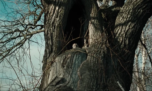 Still frame 3 from The Hives - Bogus Operandi (2023) directed by Aube Perrie