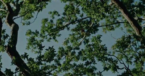 Still frame 40 from woody - let me go (2025) directed by Euan Sime